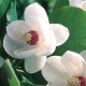 Magnolia Sieboldii C3